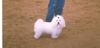 Malteser Foto: Balou bei einer Ausstellung in Rees (ID 7678) Malteser Hund