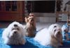 Malteser Foto: Wir im Dreierpack (ID 7775) Malteser Hund