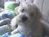Malteser Foto: mein bebii (ID 22092) Malteser Hund