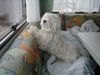 Malteser Foto: Benny mit kurzem Haarschnitt im Wohnwagen (ID 21915) Malteser Hund