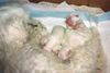 Malteser Foto: Bibi ist Mama geworden: endlich sind alle fünfe da! (ID 15041) Malteser Hund