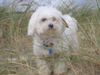 Malteser Foto: Stella 6 Jahre (ID 35613) Malteser Hund