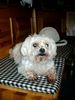 Malteser Foto: Henry 13 Jahre (ID 23744) Malteser Hund