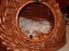 Malteser Foto: Sofi, 10 Wochen alt (ID 22850) Malteser Hund