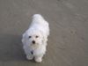 Malteser Foto: Stella 6 Jahre (ID 35592) Malteser Hund