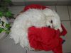 Malteser Foto: so ist`s gemütlich (ID 22864) Malteser Hund