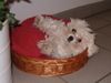 Malteser Foto: Sofi`s Körbchen (ID 22851) Malteser Hund