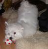 Malteser Foto (ID 28834) Malteser Hund