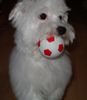 Malteser Foto: Maja geb.10.07.05 (ID 28835) Malteser Hund
