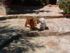 Malteser Foto: Ramina und Clinton (ID 35378) Malteser Hund