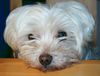 Malteser Foto: Schau mir in die Augen Kleines! (ID 30853) Malteser Hund