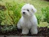 Malteser Foto: Bossi - der Grosse (ID 14915) Malteser Hund