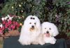 Malteser Foto: Cheyenne und Balou im Garten (ID 7772) Malteser Hund