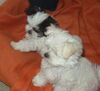 Malteser Foto: 2 Racker (ID 35010) Malteser Hund