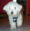 Malteser Foto: Fritz mit Sicherheitsgurt (ID 11231) Malteser Hund
