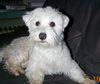 Malteser Foto: Fritz frisch vom Friseur (ID 11232) Malteser Hund