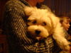 Malteser Foto (ID 30365) Malteser Hund