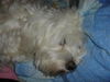 Malteser Foto: •» meïn bebïï «• (ID 27389) Malteser Hund