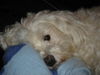 Malteser Foto: •» meïn bebïï «• (ID 27393) Malteser Hund
