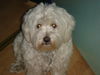Malteser Foto: •» meïn bebïï «• (ID 27395) Malteser Hund