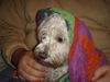 Malteser Foto: •» meïn bebïï «• (ID 27398) Malteser Hund