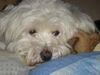 Malteser Foto: •» meïn bebïï «• (ID 27400) Malteser Hund