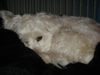Malteser Foto: mein bebii (ID 31311) Malteser Hund