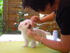 Malteser Foto: Lissy (ID 24661) Malteser Hund