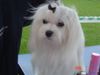 Malteser Foto: MALTESE KOKA SE-LA-VI (ID 31479) Malteser Hund