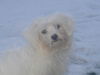 Malteser Foto: SERAFINA (ID 32065) Malteser Hund