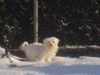 Malteser Foto: SERAFINA (ID 32222) Malteser Hund