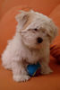 Malteser Foto (ID 28776) Malteser Hund