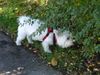 Malteser Foto: Molly (Westie-Malteser-Mix) (ID 15726) Malteser Hund