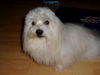 Malteser Foto: Booker1 (ID 24651) Malteser Hund
