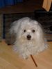 Malteser Foto: Booker (ID 24627) Malteser Hund