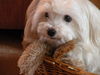 Malteser Foto: Ich habe Langeweile! (ID 43537) Malteser Hund