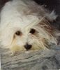 Malteser Foto: Einstein der Glücksdrache (ID 6044) Malteser Hund