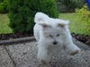 Malteser Foto: Flying Bossi (ID 14916) Malteser Hund