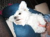 Malteser Foto: Herkules' Kraulstunde (ID 26240) Malteser Hund