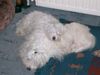 Malteser Foto: Erst einmal ein bischen ruhen (ID 8253) Malteser Hund