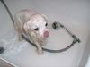 Malteser Foto: Muß das sein? (ID 8254) Malteser Hund