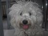 Malteser Foto: Wuschel (ID 20348) Malteser Hund
