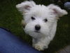 Malteser Foto: Phoebe *05.05.05 (ID 34995) Malteser Hund