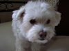 Malteser Foto: Phoebe *05.05.05 (ID 34838) Malteser Hund