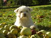 Malteser Foto: *Phoebe 05.05.05* (ID 35587) Malteser Hund