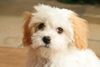 Malteser Foto: mein süsser Malteser-Cavalier King Charles..... (ID 34688) Malteser Hund