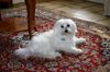 Malteser Foto: Ramina 14 Monate alt (ID 27463) Malteser Hund