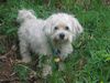 Malteser Foto: Charly (ID 12028) Malteser Hund