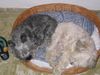 Malteser Foto: Zusammengekuschelt ist es am schönsten (ID 21160) Malteser Hund