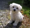 Malteser Foto (ID 22036) Malteser Hund